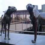 twee cheetahs beeld